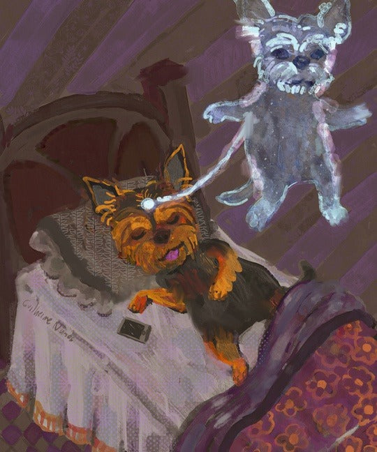 Good Thing #10 - Yorkshire Terrier Doing Astral Projection